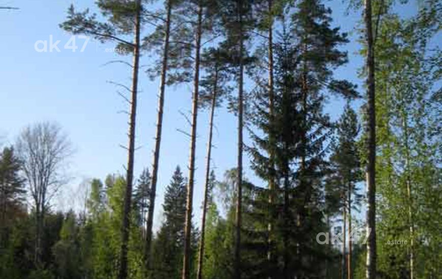 Солнечный берег