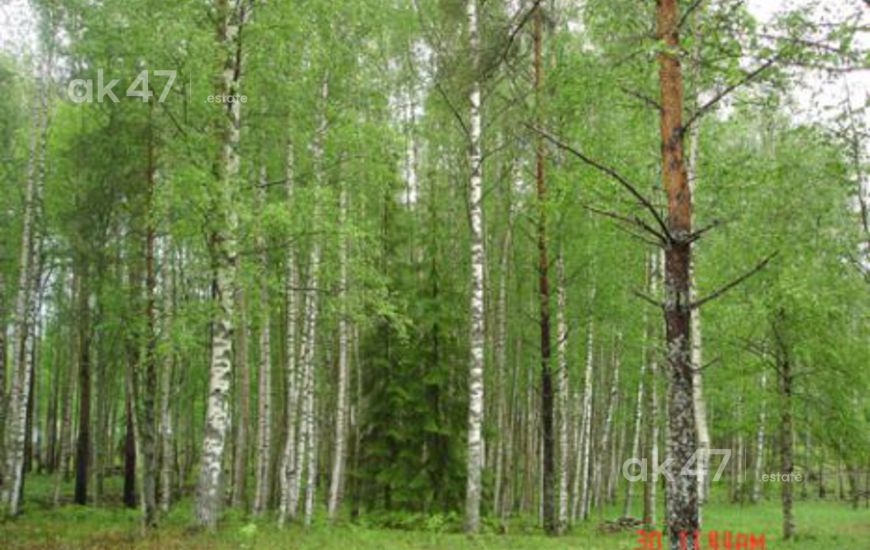 Солнечный берег